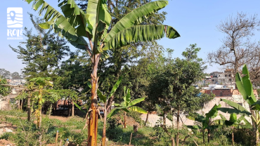 Horta CEMAIS (+) Parque Ecológico Profª Lydia Natalizio Diogo